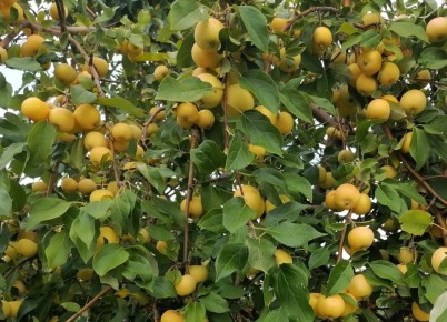 Секреты сбора яблок: как дождаться идеального момента