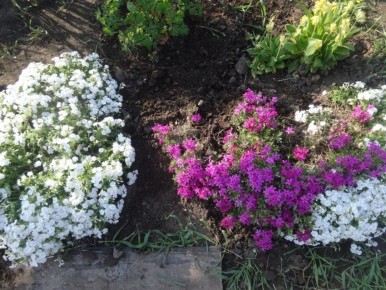 Флоксы шиловидные: цветочные подушки для вашего сада