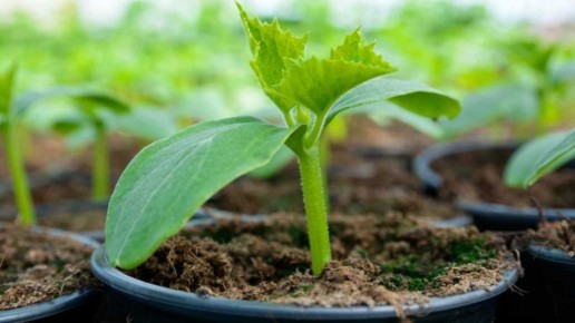 Как правильно высевать огурцы на рассаду: секреты успешного урожая