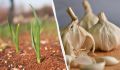 Секреты удачного урожая: как подкормить озимый чеснок и лук этой осенью