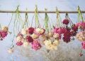 Секреты сушки цветов для вашего дома