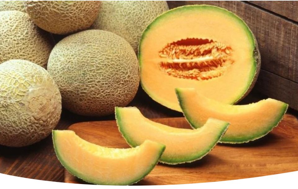 Дыня в сердце Сибири: как сделать теплолюбивую культуру частью своего сада