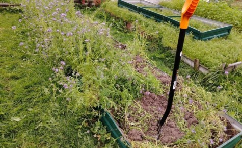 Сидераты и слизни: как избежать проблем с урожаем осенью