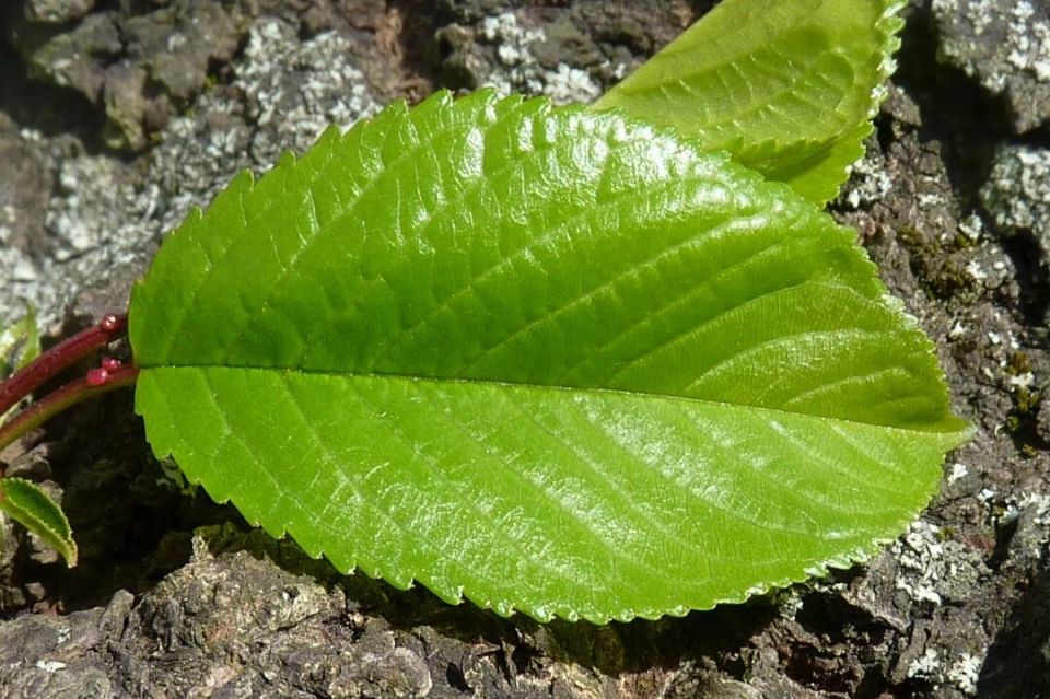 Как быстро справиться с нашествием тли: секреты народной борьбы