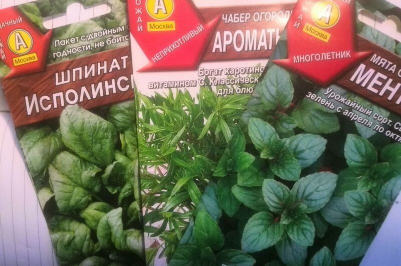 Выращивание пряных трав: секреты совместимости с овощами на огороде