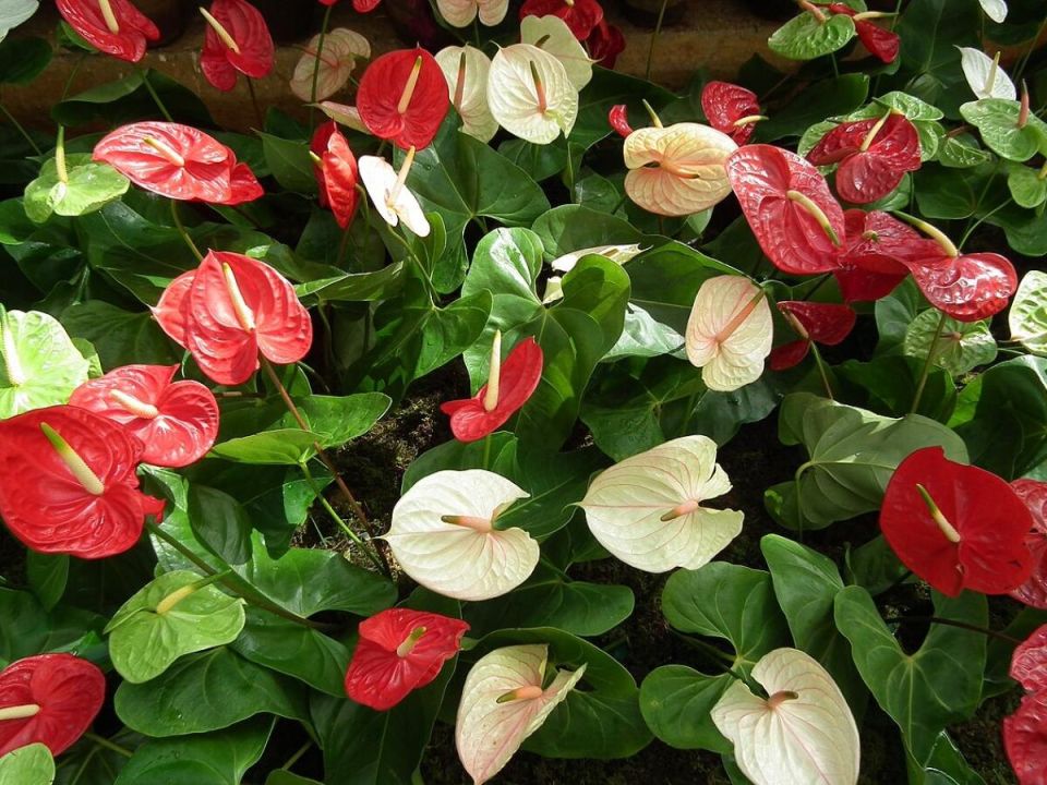 Как сохранить красоту капризных комнатных растений в условиях городской квартиры