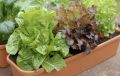 Выращивание салата на кухонном окне: идеальное решение для зимы