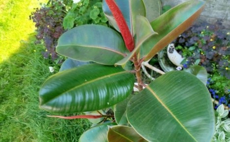 Фикусы: красота и уход за популярными сортами комнатных растений