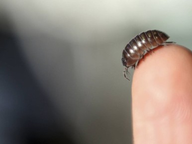 Эффективные методы борьбы с мокрицами в ванной: как справиться с нежелательными гостями