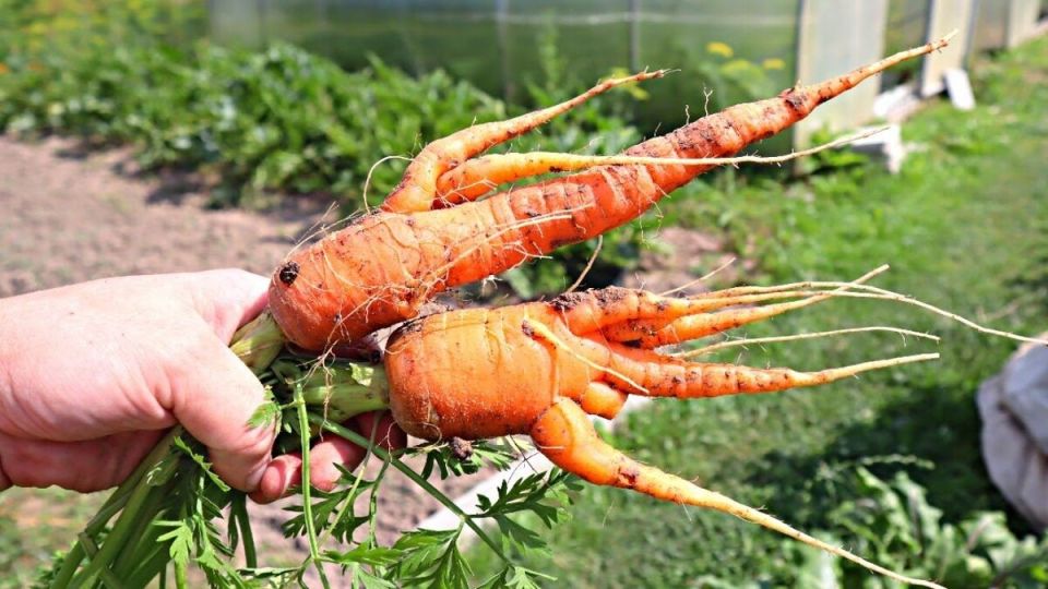 Ошибки при выращивании моркови: как избежать кривых и мелких корнеплодов