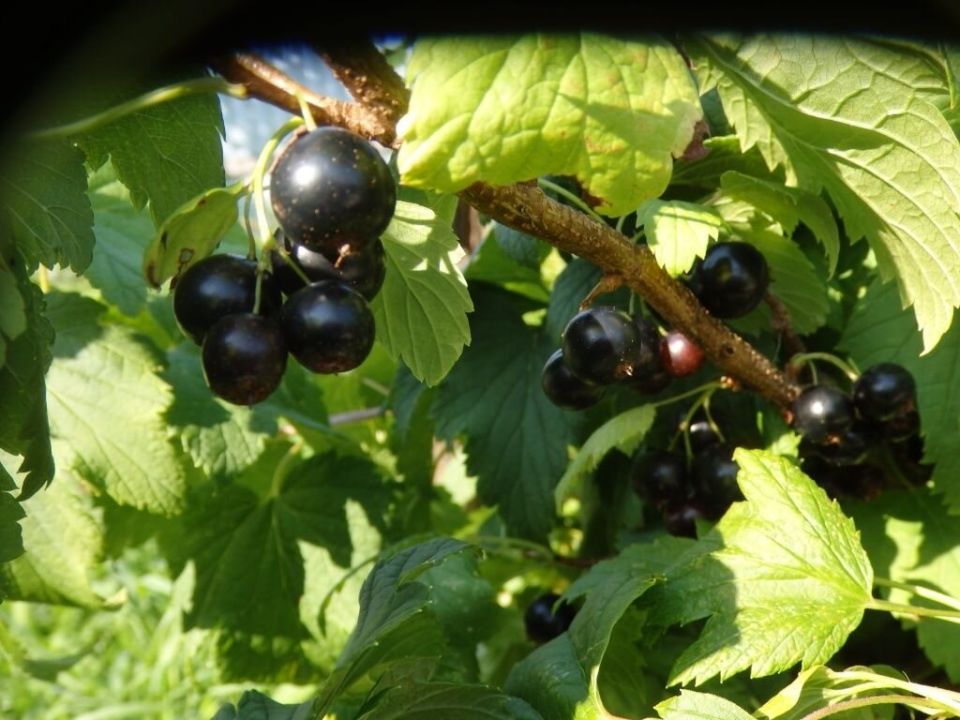 Подкормка и забота о смородине осенью: что нужно знать