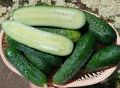 Секреты огуречного успеха: как сорт 'Гуннар' покоряет летние огороды