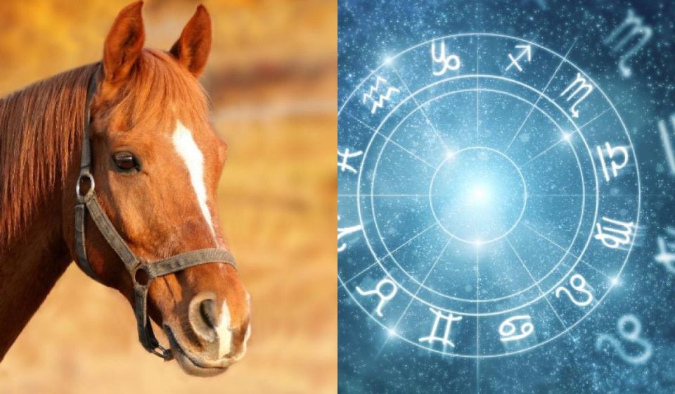 Какой ты конь по знаку Зодиака? Узнай свою идеальную лошадь!