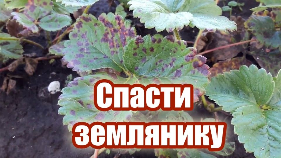 Побеждаем бурую пятнистость земляники: секреты садоводов