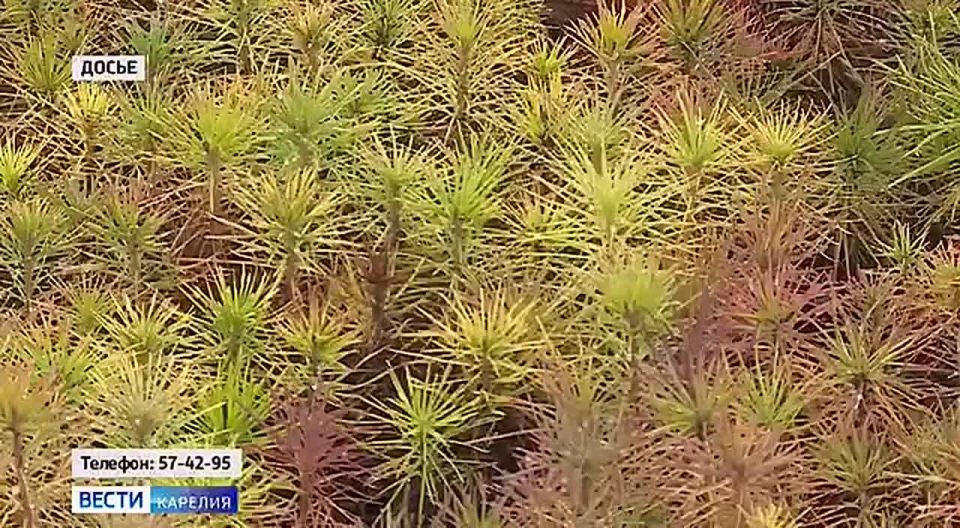 Мы можем помочь восстановить карельские леса