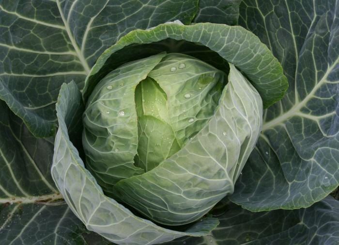 Как спасти капусту от жары: полив в знойные дни на пике сезона