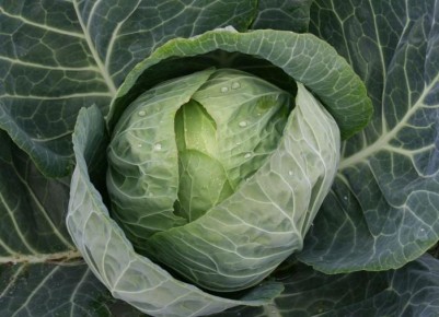Как спасти капусту от жары: полив в знойные дни на пике сезона