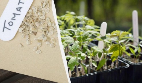 Как замачивание семян помидоров и перца повышает их всхожесть