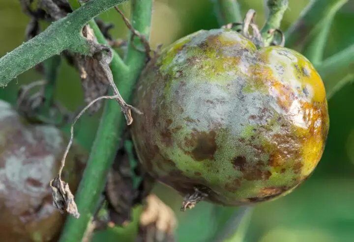 ������� ������ ��� ��������: ��� ��������� ������, ������ �������� �������