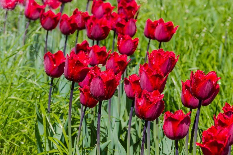 Цветущие тюльпаны: секреты размножения для начинающих цветоводов