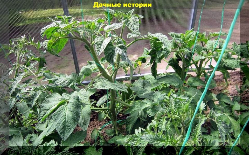 Как заботиться о томатах в разгар лета: советы для садоводов