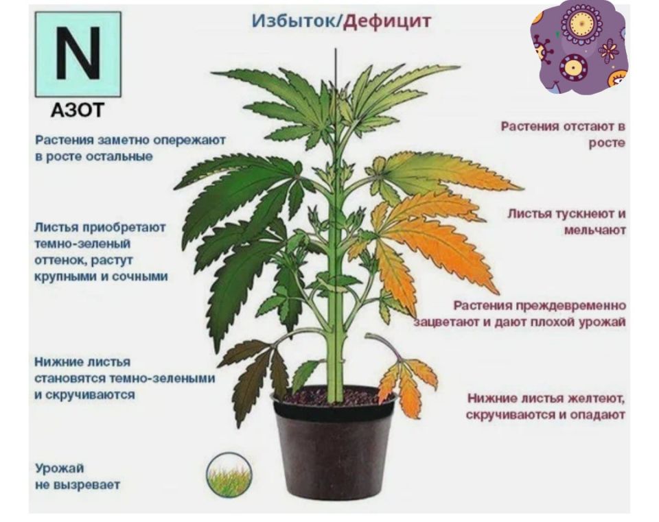 Как понять, что растения нуждаются в азоте, фосфоре и калии?
