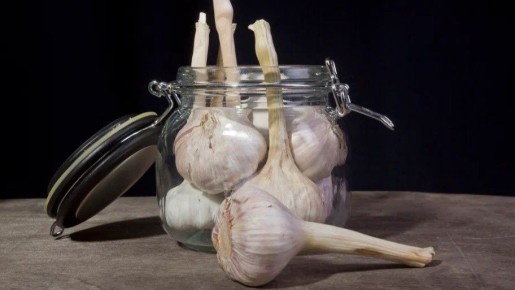 Как сохранить чеснок до весны: секреты белорусской технологии хранения