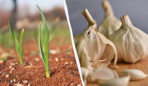 Как защитить озимый чеснок от морозов: простые советы