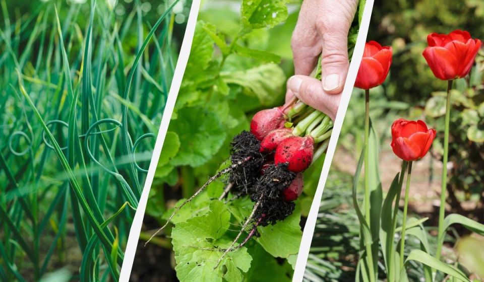 Как успешно начать весенние посадки: идеальные овощи и цветы для марта