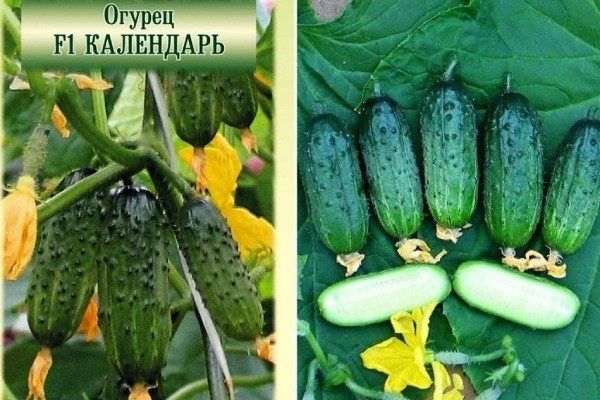 Огурец Календарь F1: секреты удачного урожая на вашем огороде