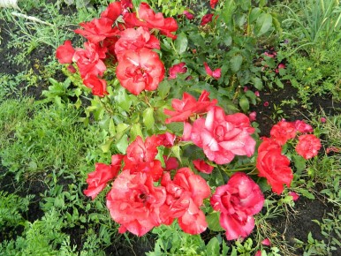 Как правильно подкормить розы в сентябре для успешной зимовки