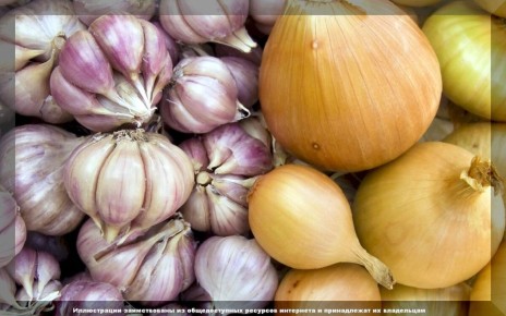 Секреты достижения крупного урожая лука и чеснока: как укрупнить корневые культуры перед сбором