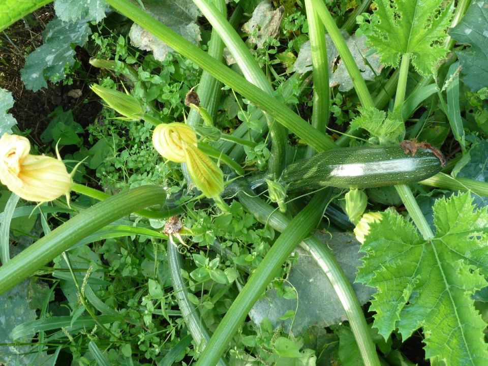 Как окучивание кабачков помогает в борьбе с засухой