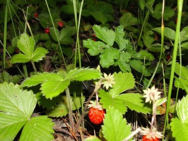 Как обеспечить богатый урожай земляники: советы по уходу на зиму