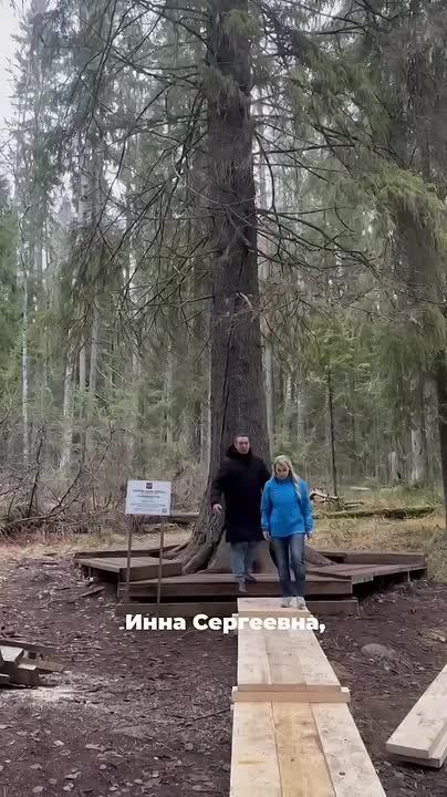 Колыхматова: Обновляем тропу здоровья к Ели Фенноскандии!