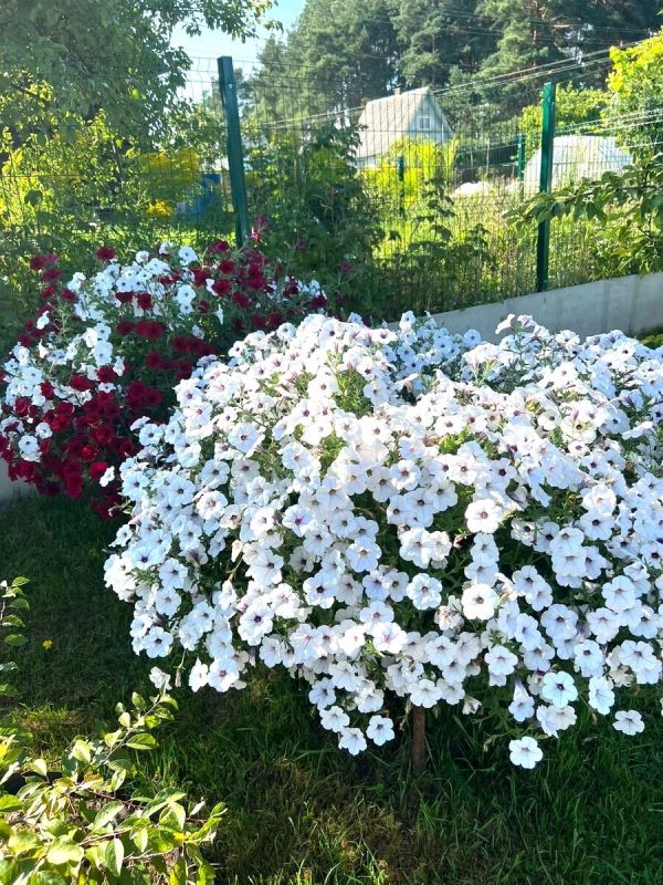 Петунии Тайдал: вдохновение для вашего сада