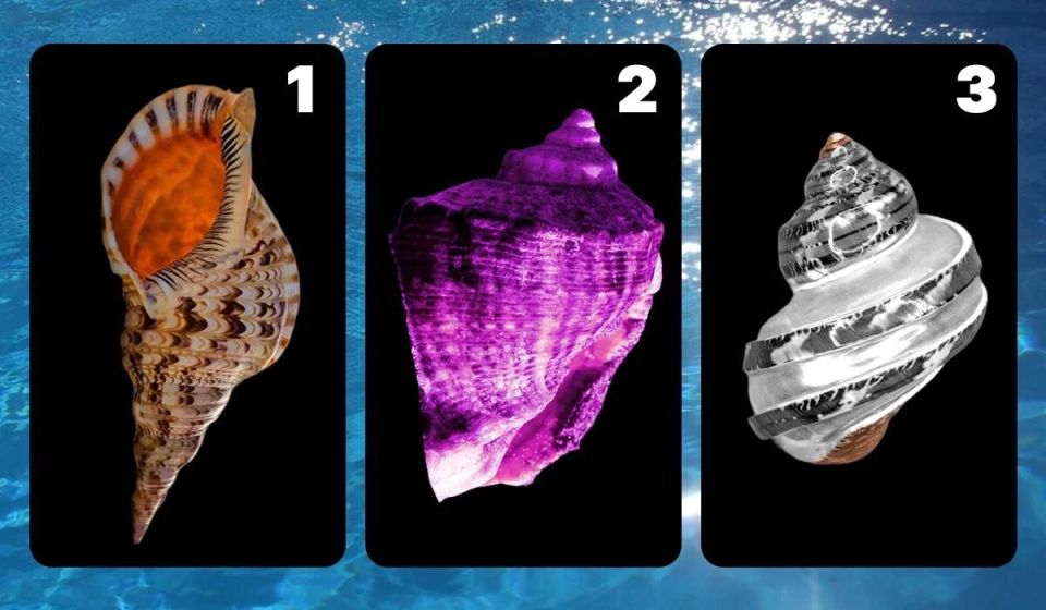 Как выбрать ракушку и раскрыть уровень тревожности: удивительный психологический тест