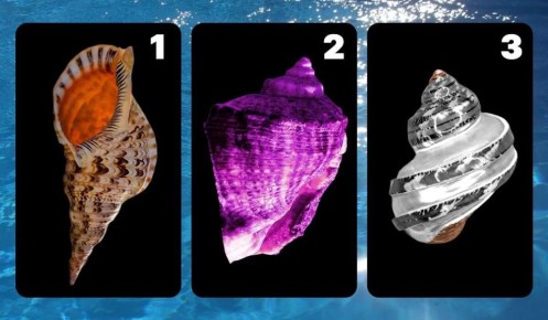 Как выбрать ракушку и раскрыть уровень тревожности: удивительный психологический тест
