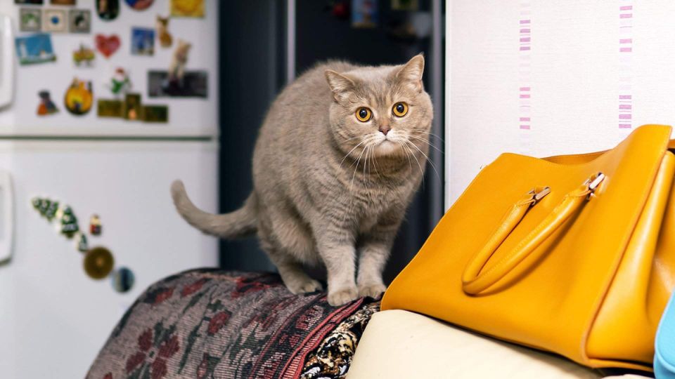 Как защитить квартиру от вандалов: простые шаги для арендодателей