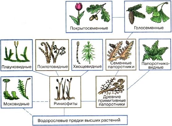 Как маленькие водоросли раскрывают тайны эволюции наземных растений
