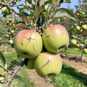 Почему яблоки и груши трескаются и как это предотвратить