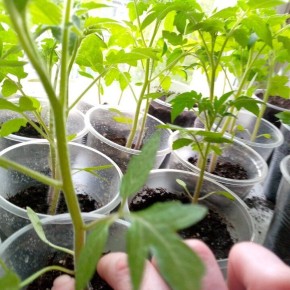 Почему стоит отложить посев семян томатов: Три причины, о которых не догадываются многие садоводы