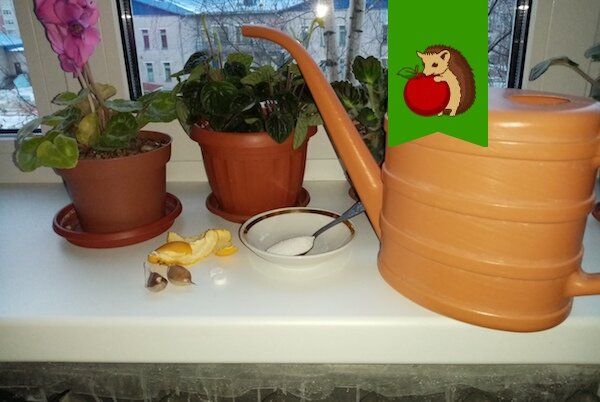 Тайны зимних питательных составов, которые помогут вашим цветам отдохнуть и восстановиться