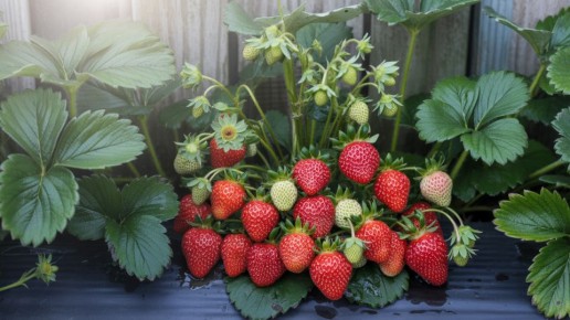 Как осенняя подкормка клубники превращает ваш сад в ягодный рай