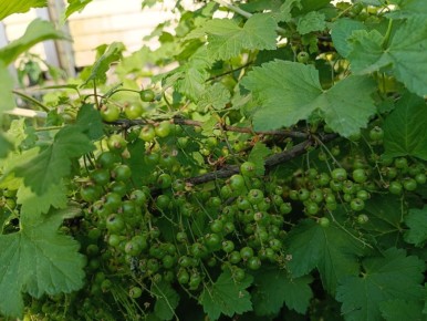 Уход за смородиной в августе: как подготовить кусты к следующему сезону