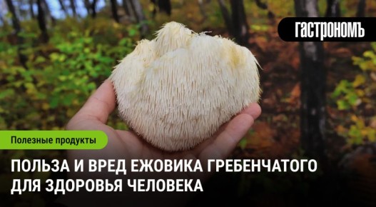 Гриб-лапша: открытие для улучшения памяти