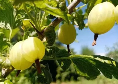 Варенье из крыжовника — без кислятины и лопнувших ягод: вот зачем их прокалывают