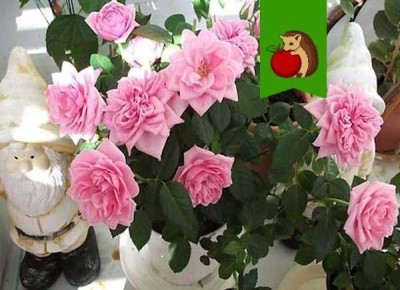 Секреты ухода за комнатными розами: как обеспечить цветение и здоровье ваших любимцев