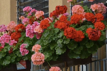 Родите новую жизнь для пеларгоний: секреты успешного размножения