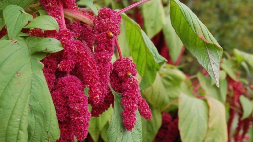 Выращиваем амарант дома: советы и секреты